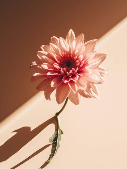 ヒト幹細胞リジュヴェネイトヘッドスパ