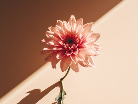 ヒト幹細胞リジュヴェネイトヘッドスパ